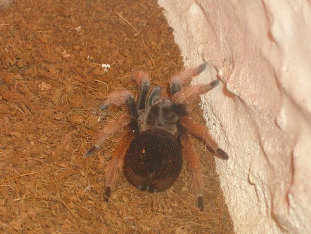 Brachypelma klaasi