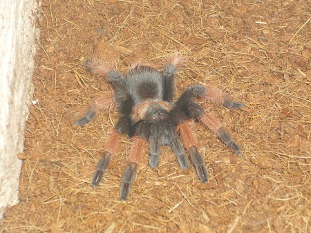 Brachypelma emilia